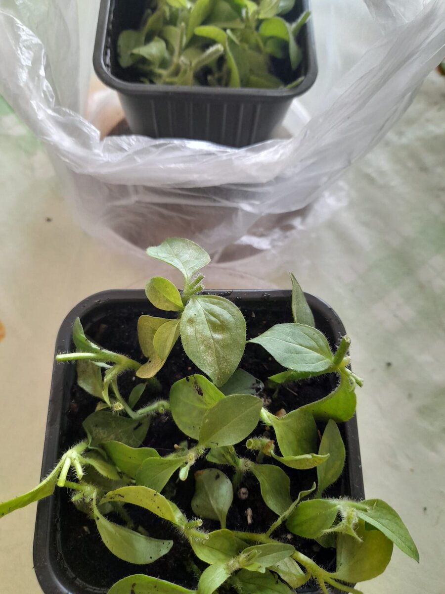 Черенки помещены в грунт.