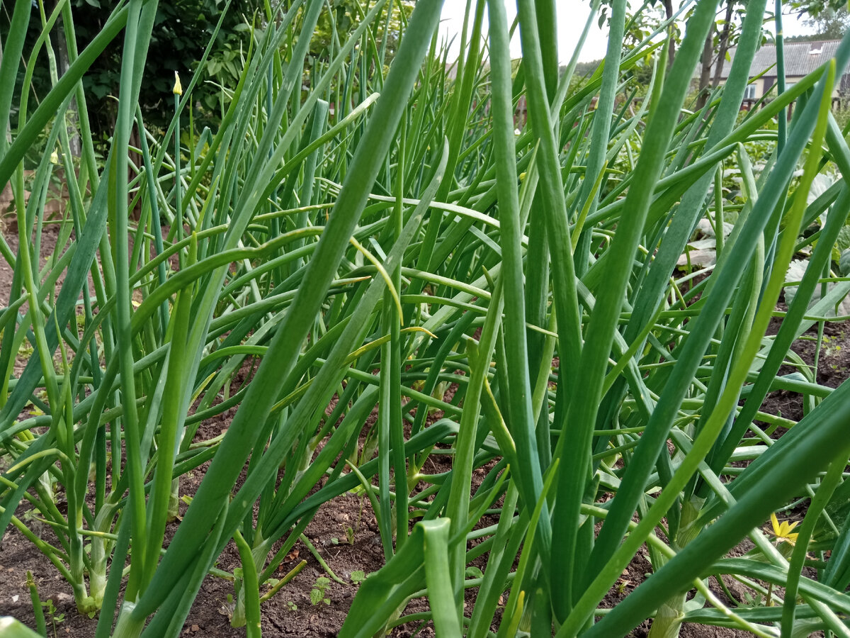 пора заготавливать зеленый лук на зиму