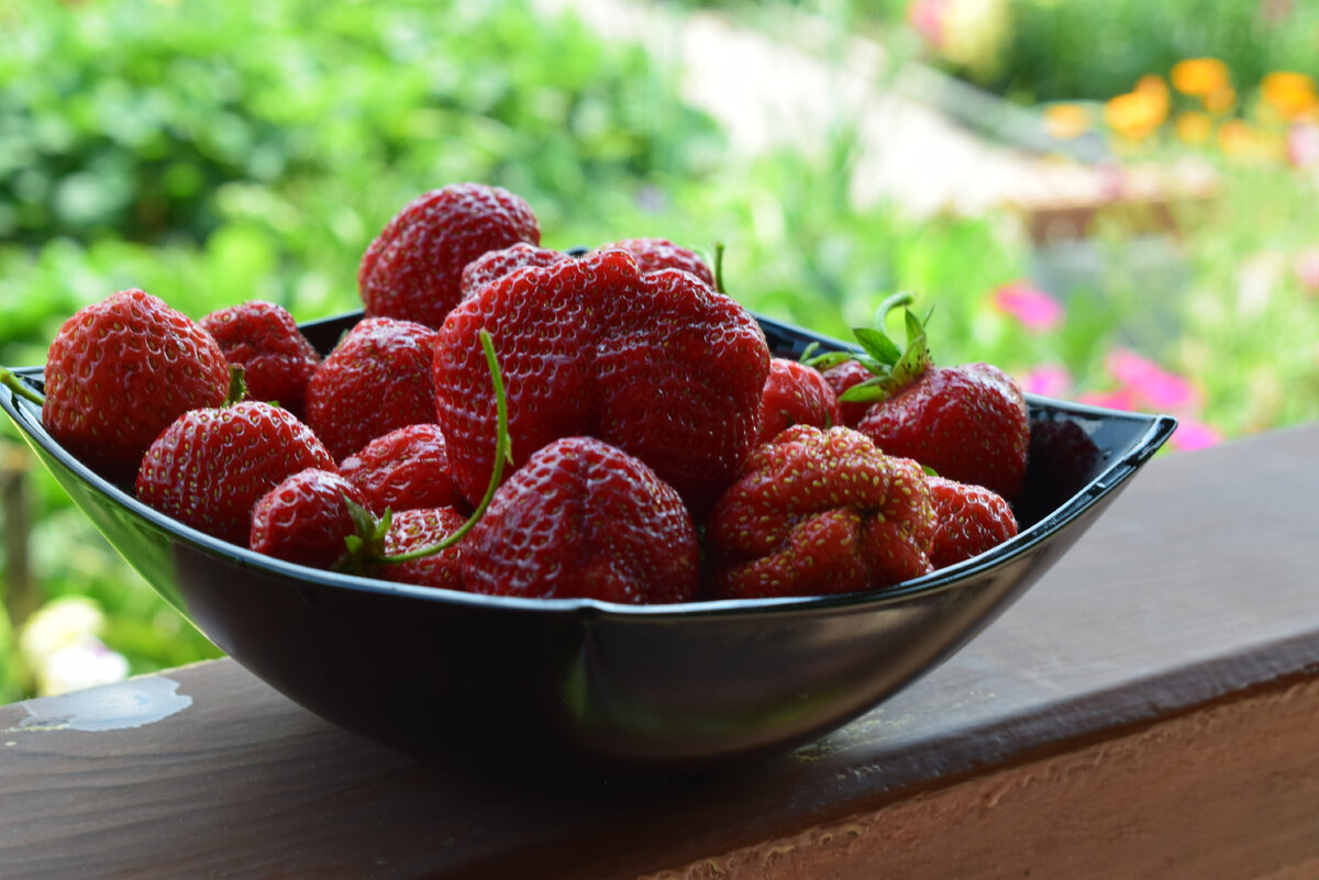 начинает созревать клубника(фото автора)