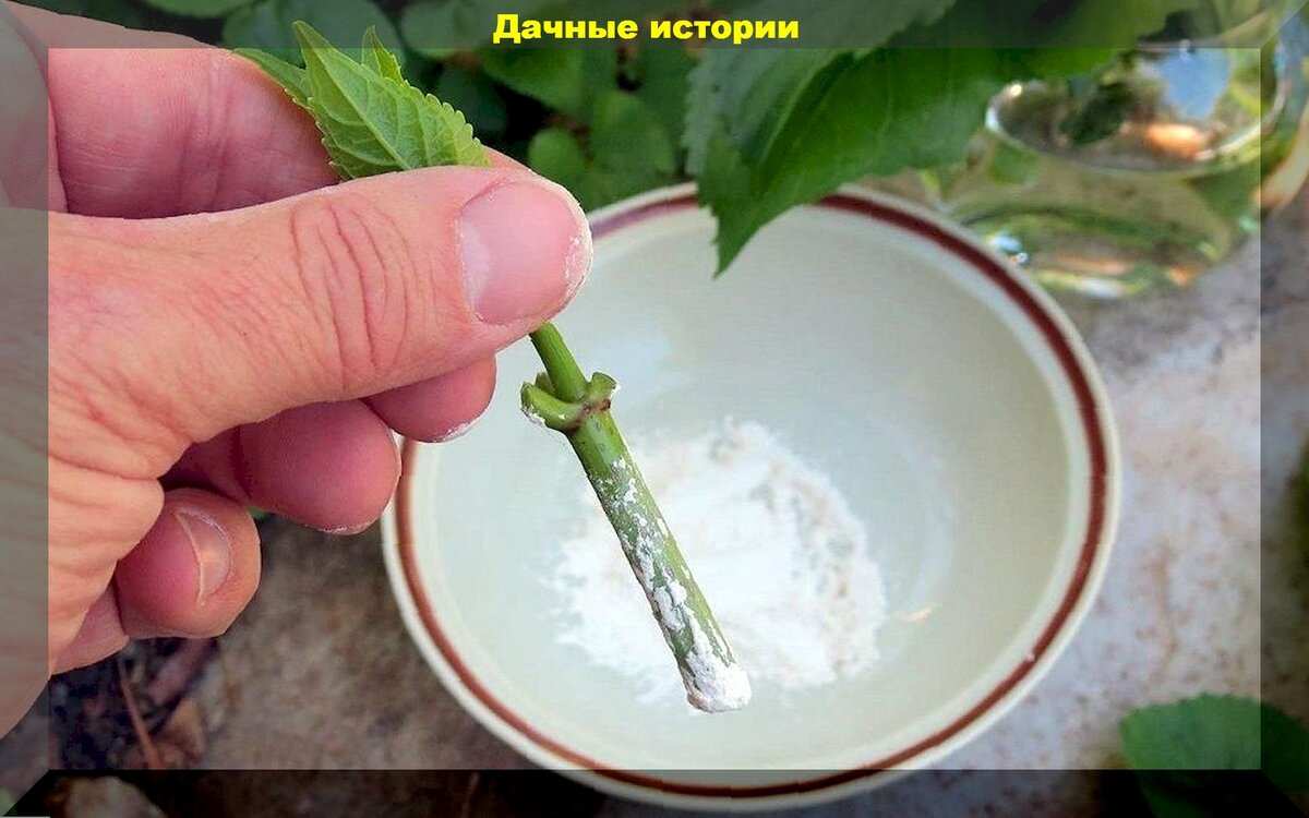 https://vk.com/photo-159774511_457254482