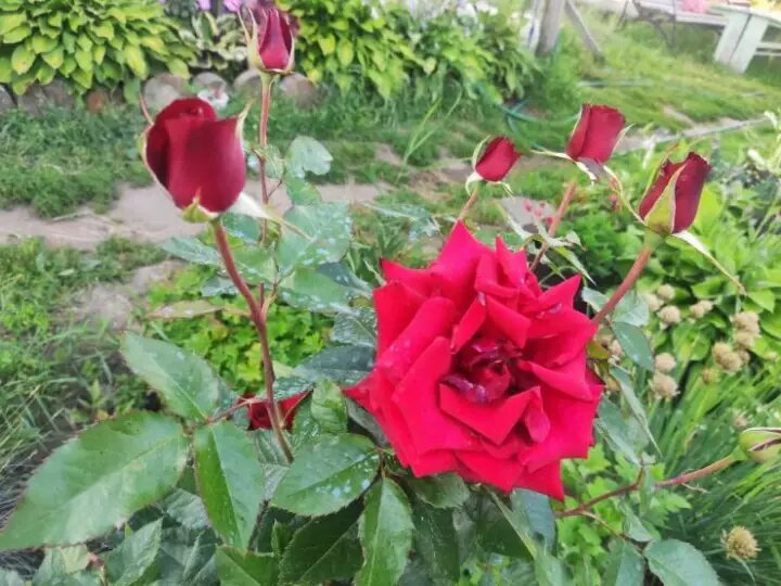 Подкормка роз в августе – залог их пышного цветения в следующем сезоне