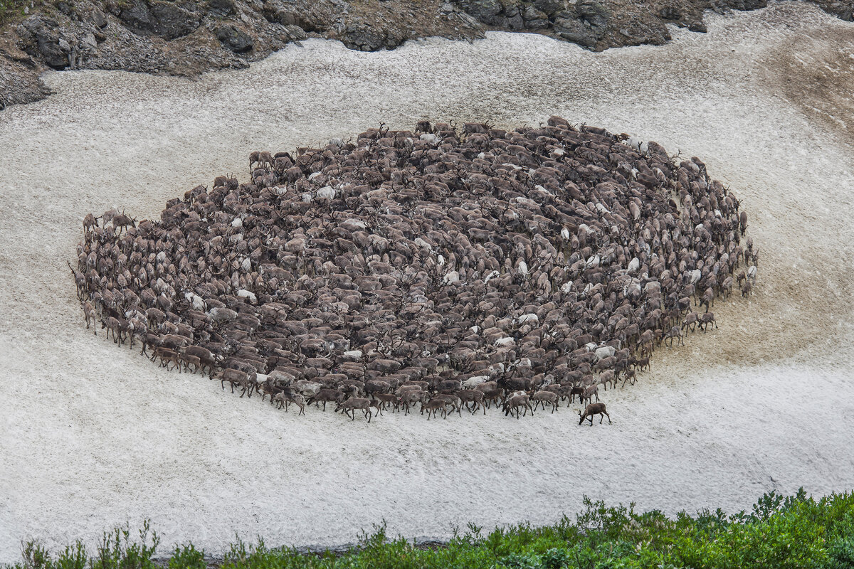 Сергей Анисимов / Олени летом