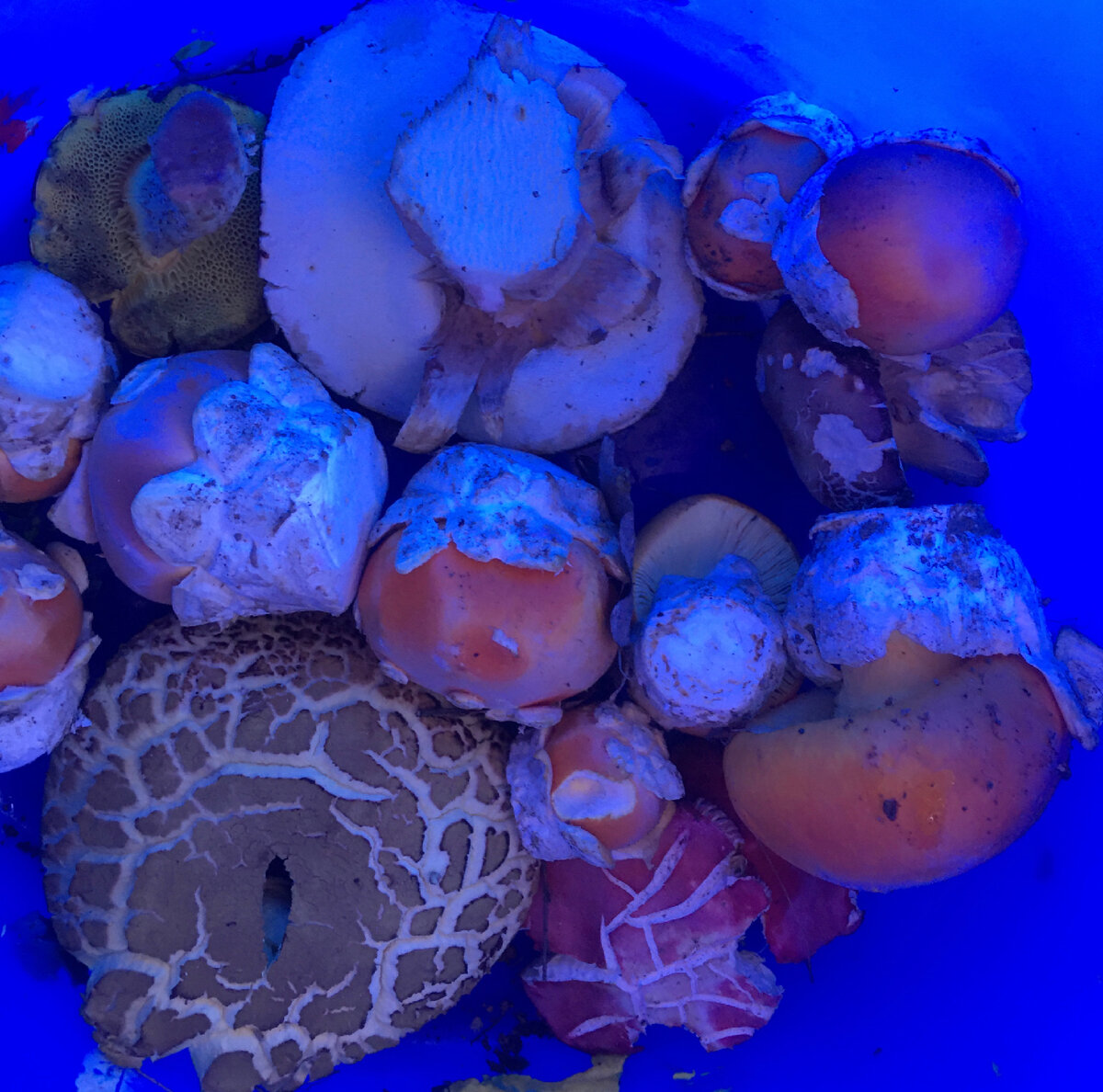 Белые и цезарские грибы 10.07.2022 в Гурзуфе(Крым)