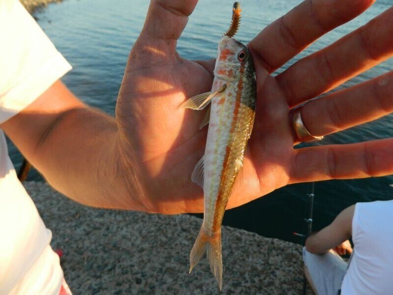 На что ловить в черном море