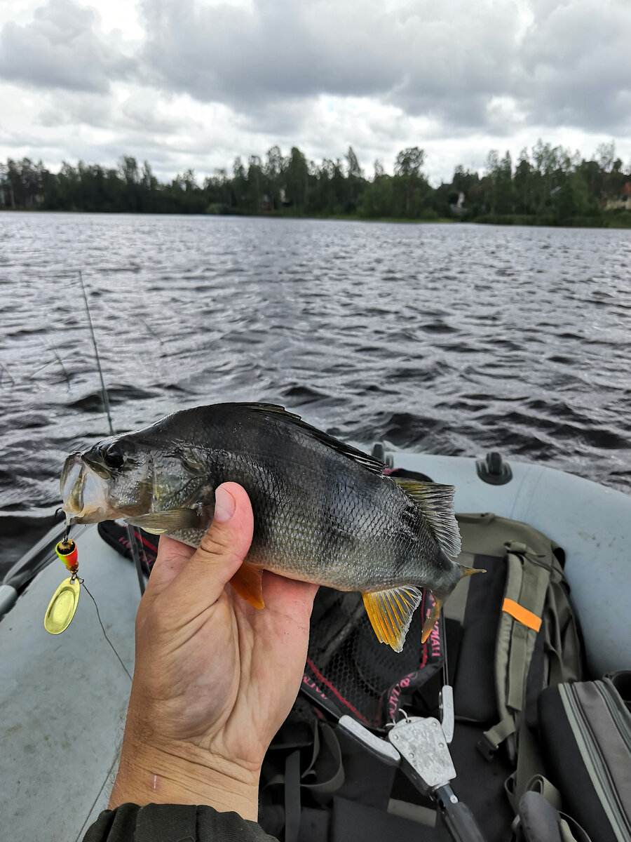 Струна крупного окуня не сильно пугает