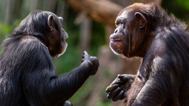 Monkeys are talking about something important.