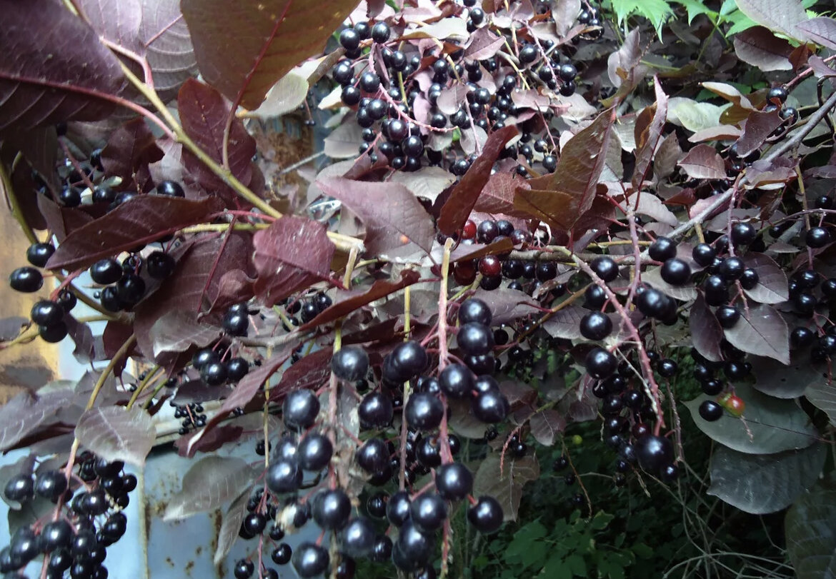 Черемуха виргинская (Padus virginiana). Черемуха краснолистная Сибирская красавица. Черемуха краснолистая " Сибирская красавица". Черемуха виргинская краснолистная.