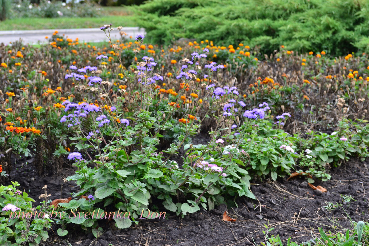 Фото Svetlanka_Don. Осенние цветы