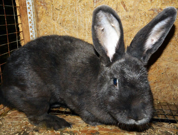 Полтавское Серебро. Мех имеет тёмно-серый цвет и металлический блеск.