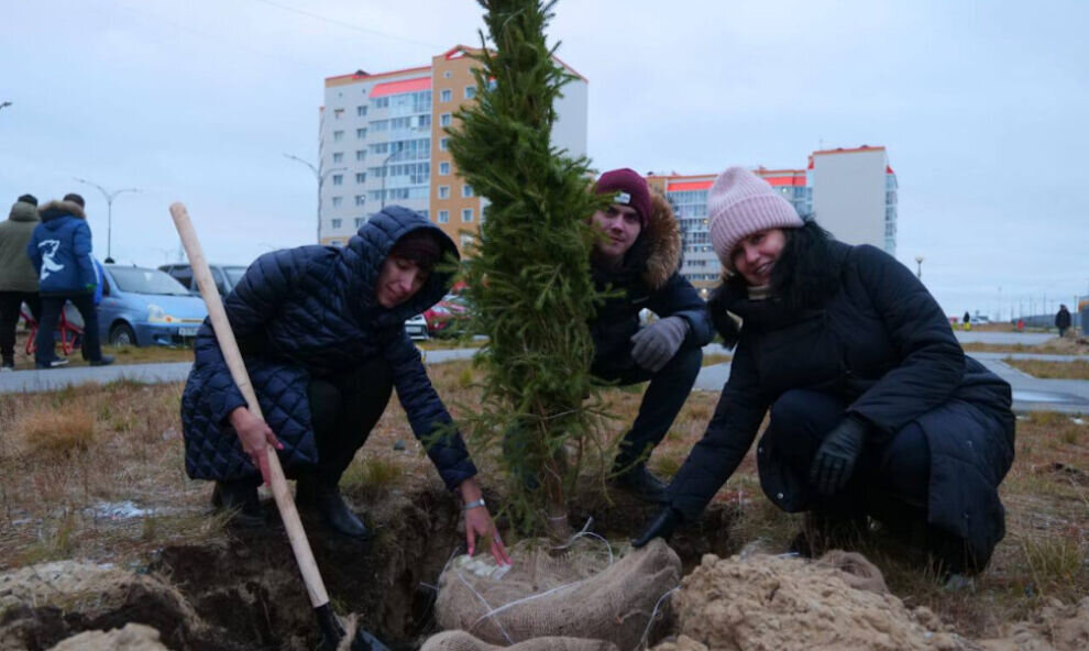    В Новом Уренгое горожане впервые озеленили дворы за свой счет