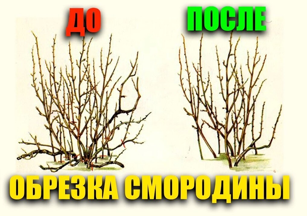 Как обрезать смородину весной для начинающих схемы с подробным описанием видео