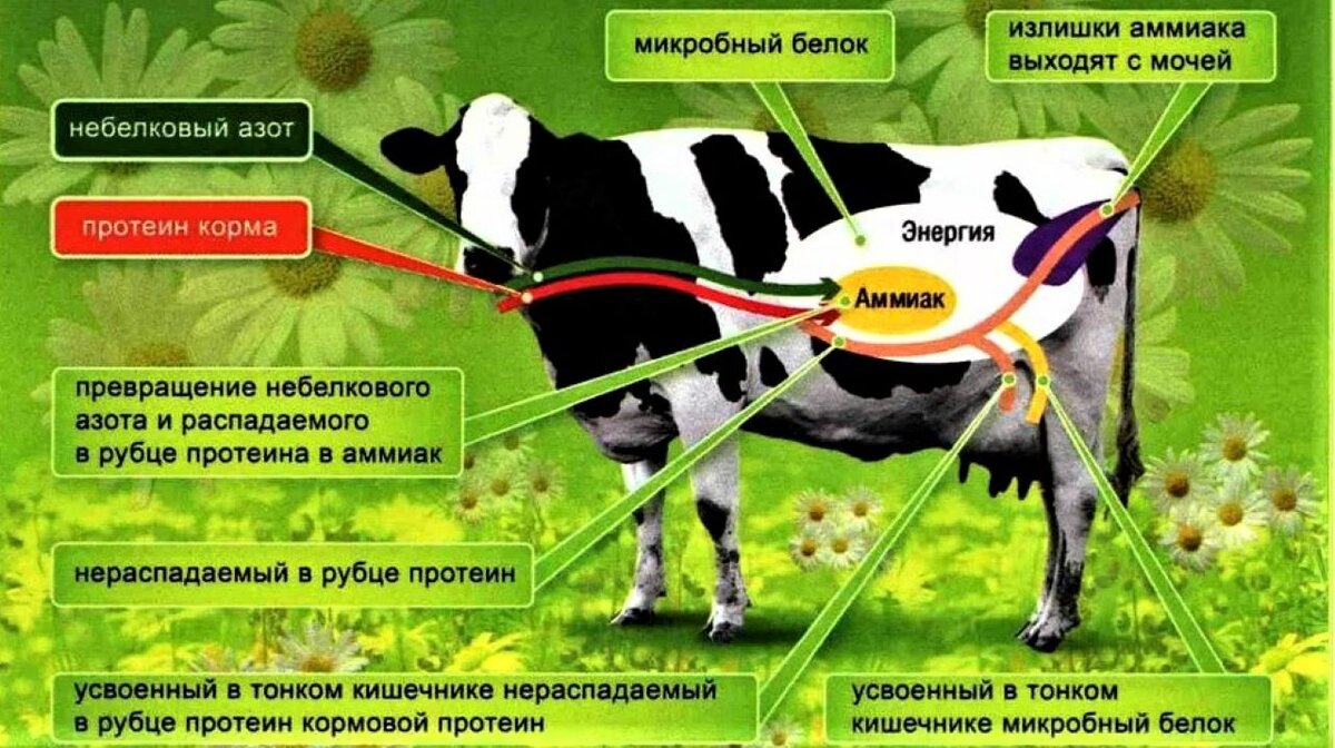 Корма что это. Рацион коровы. Кормовые добавки для дойных коров. Высокопродуктивных молочных коров. Рацион для высокопродуктивных коров.