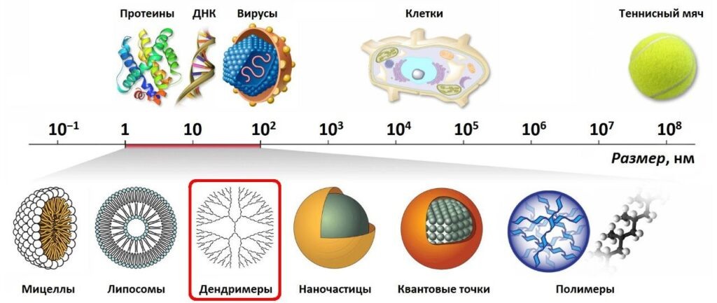   ©Пресс-служба ННГУ