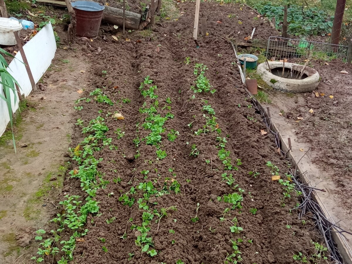 Бороздки для чеснока делала по посаженной горчице.