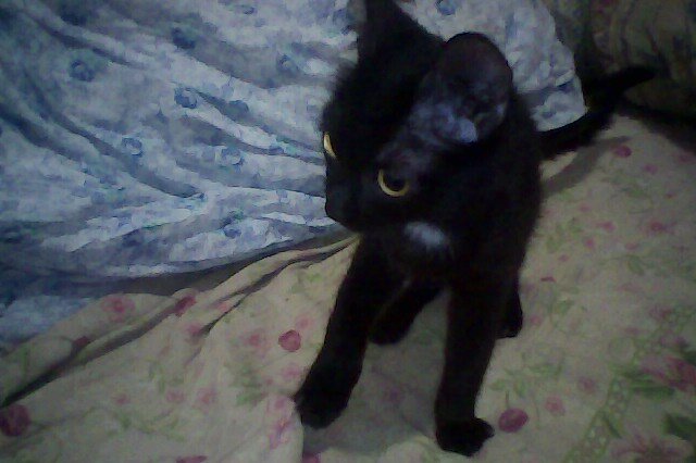 Котенок Черныш