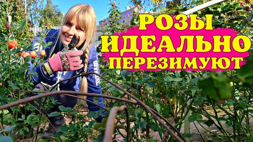 Делаю так каждый год и розы идеально зимуют. Финальная подготовка розариев, последняя обработка роз и почвы