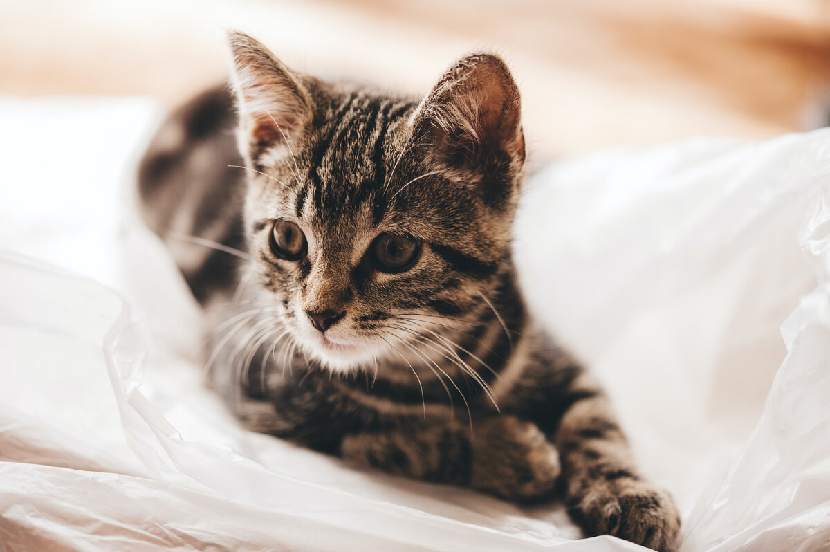 Почему кошки мнут и топчут лапами? | КотоДзен | BarsyCat | Дзен