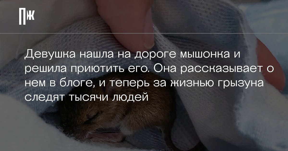     Девушка нашла на дороге мышонка и решила приютить его. Она рассказывает о нем в блоге, и теперь за жизнью грызуна следят тысячи людей