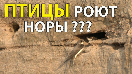 Зачем птицы роют норы // Новости с Павлом Глазковым. Выпуск #56