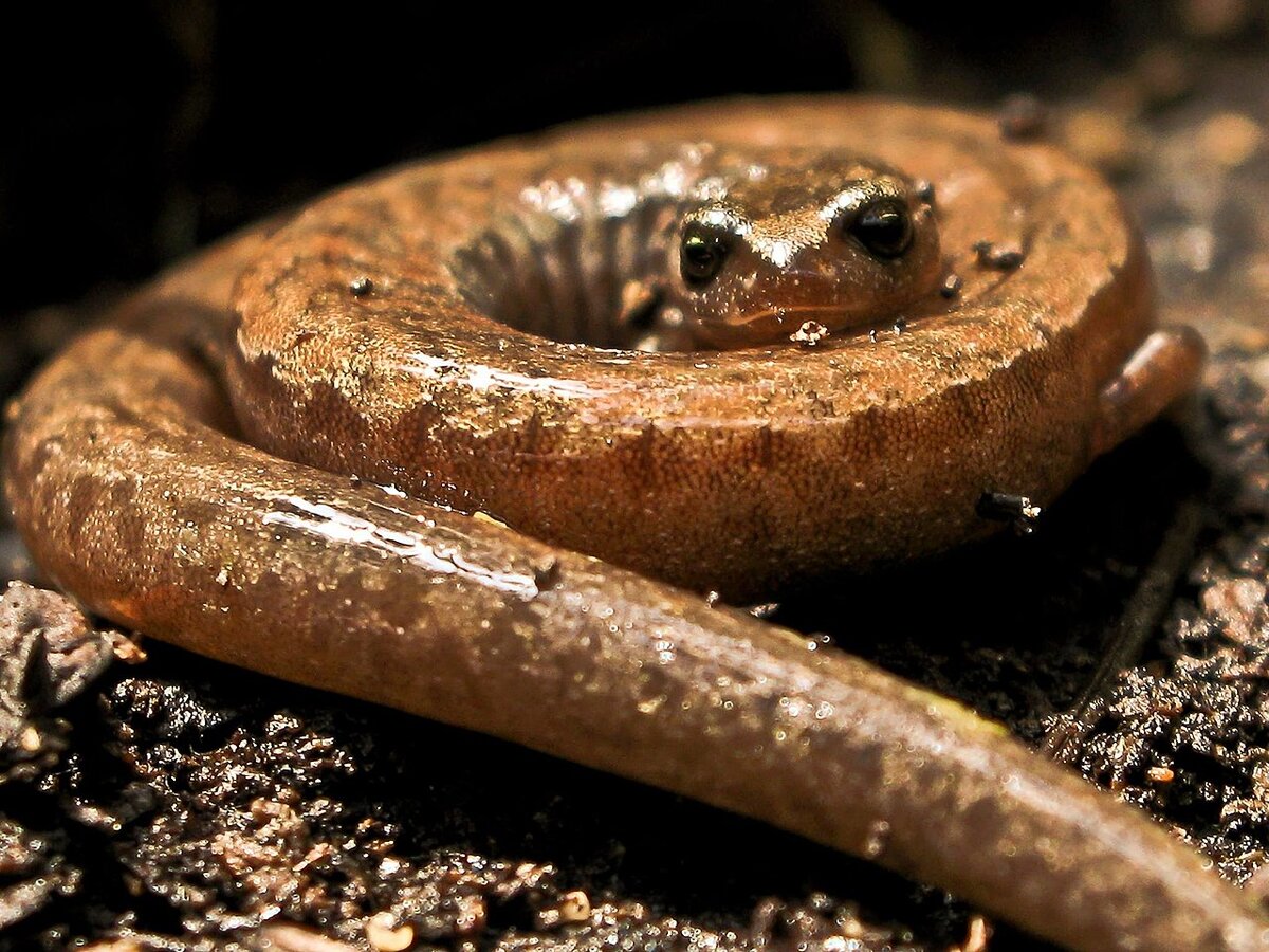 Безлёгочные саламандры: Отказались от лёгких и стали самыми успешными земноводными на планете! В чём они круче других амфибий?