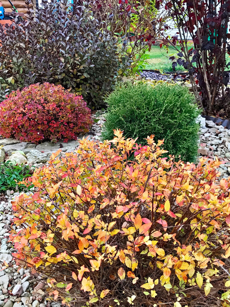 Самые яркие в саду! Два популярных сорта японской спиреи, Литтл ...