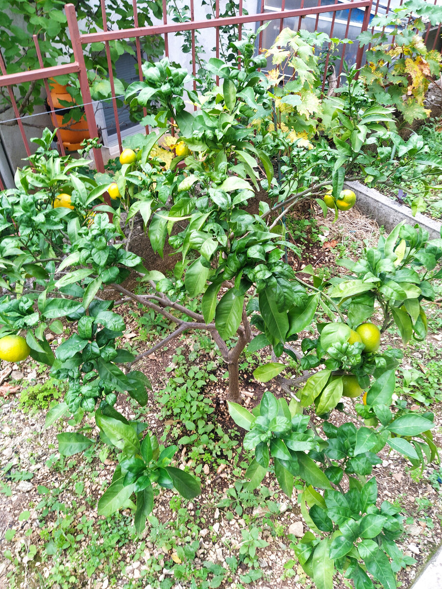 Мандарины на кусте 