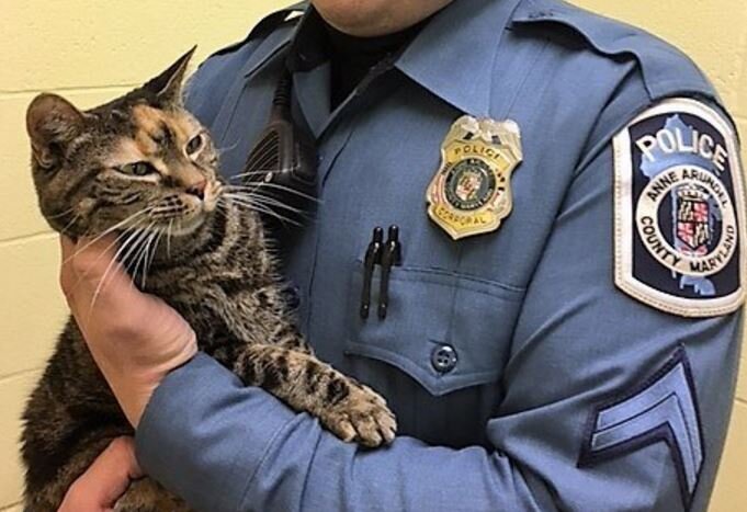 Источник фото: https://www.petnyaku.com/pet-stories/julia-kucing-yang-selalu-berada-di-pikiran-seorang-polisi/