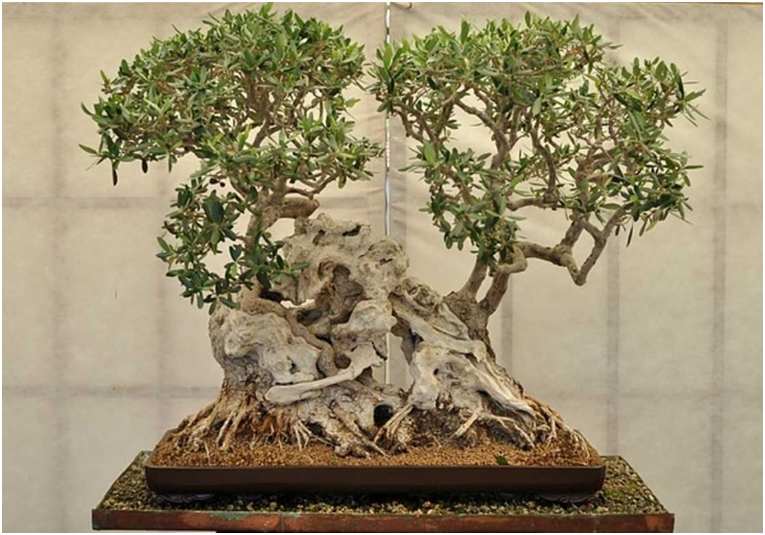 Бонсай олива.  
Источник: http://franchi-bonsai.it/#/museo
