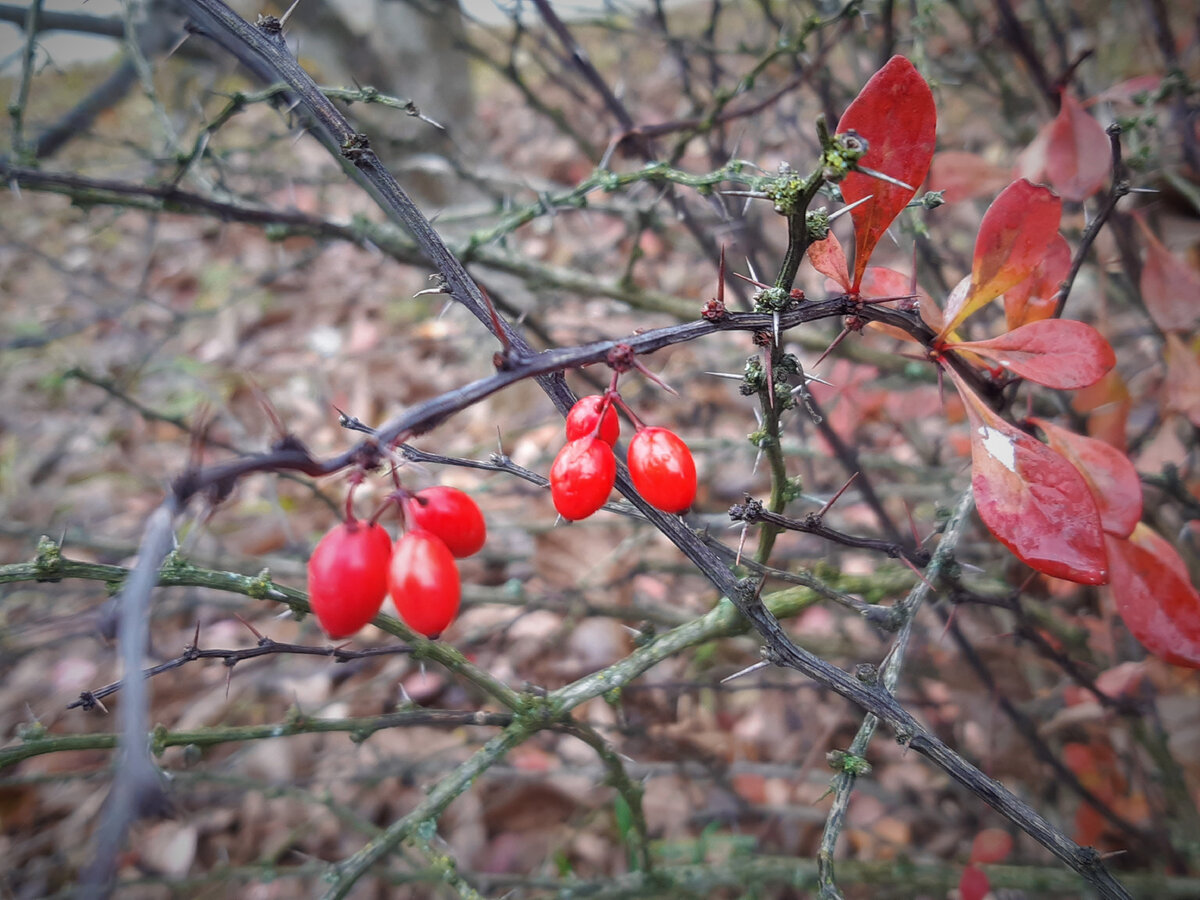 осень в Подмосковье