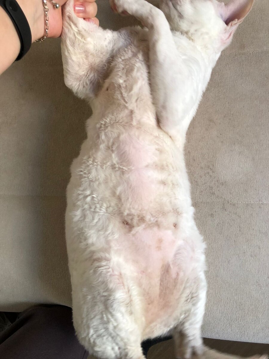 Самоидуцированная (когда вылизывает живот и бока до лысин) алопеция. 