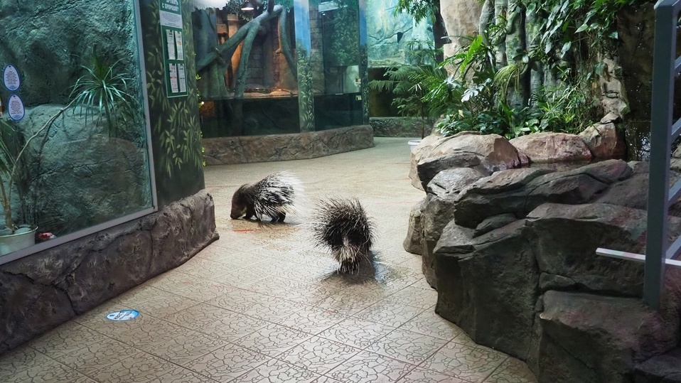     фото: Тульский экзотариум