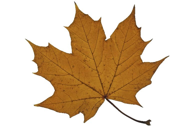 Листья каких деревьев можно использовать в аквариуме?