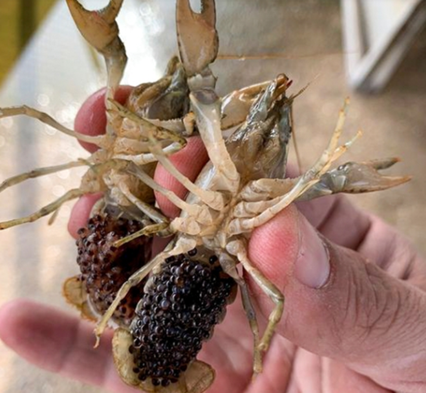 Краб с икрой.