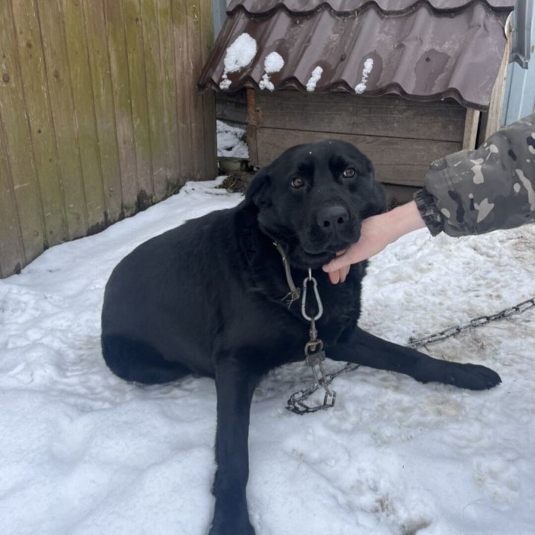 Супер породный для вязки 😟