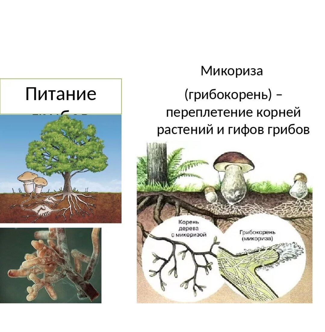 Шляпочные грибы микориза. Шляпочные грибы симбиоз. Симбиоз грибов и растений схема. Грибная микориза.