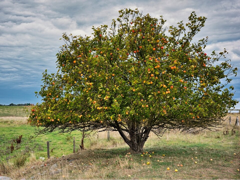 Фото: foodandwine.com