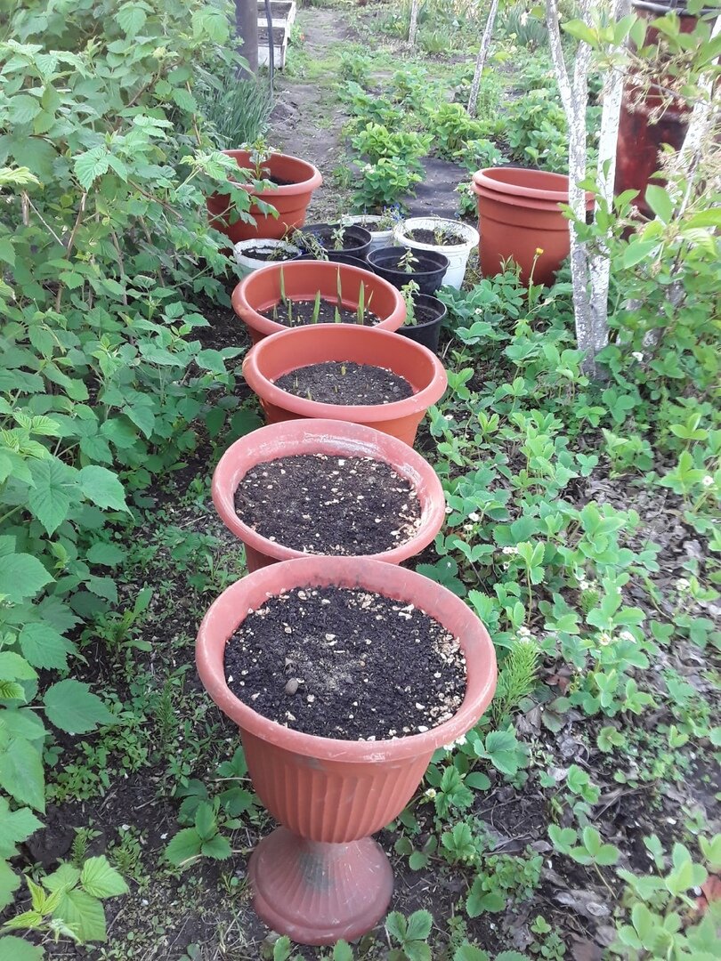 Май. В контейнерах взошли все посадки, кроме канн