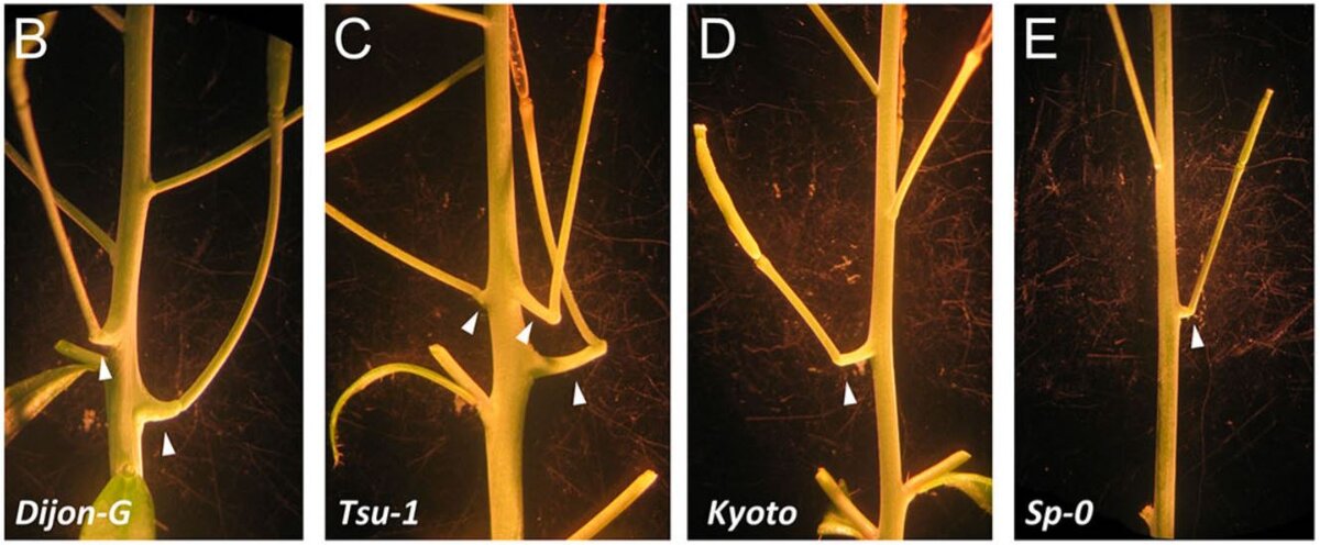 Кантили разной длины у различных растений Arabidopsis thaliana.