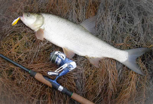 Этот жерех очень крупный: сравнение со спинингом