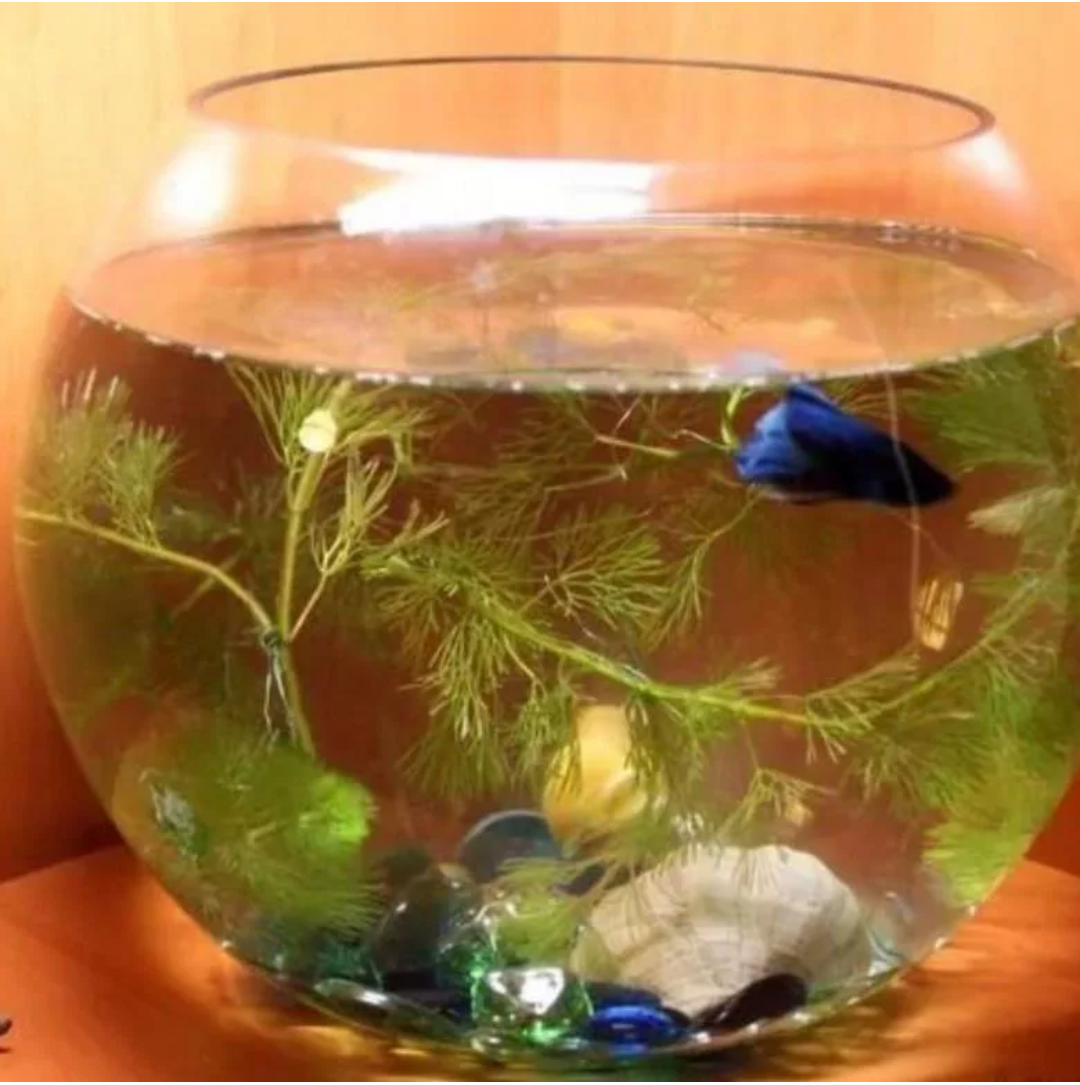 Как часто надо менять воду в вазе. Гуппи в круглом аквариуме. Гуппи в круглом аквариуме 7 литров. Круглый аквариум. Круглый аквариум с рыбками.
