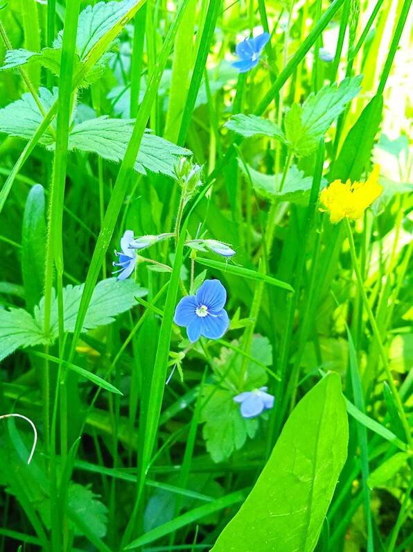 Вероника дубравная