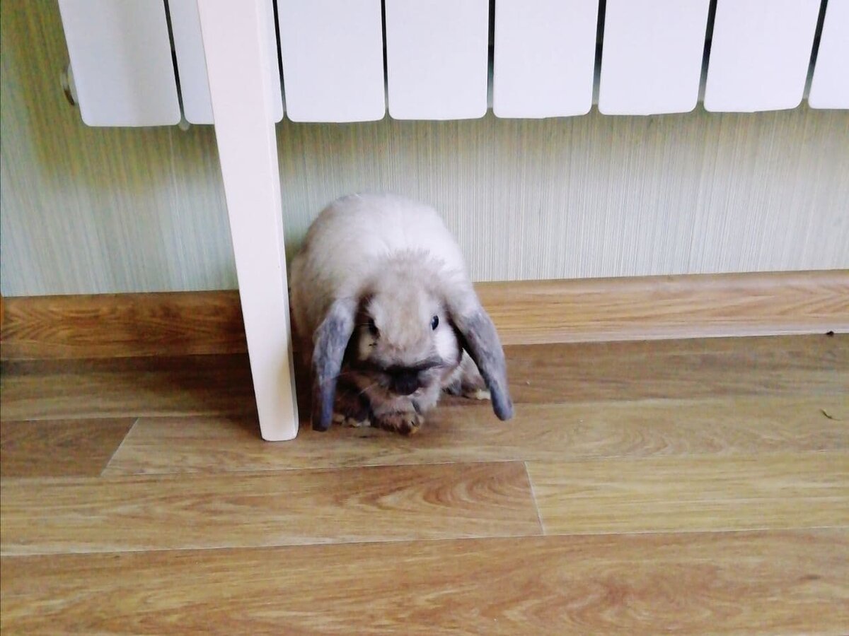 Мой Буба, 5 месяцев