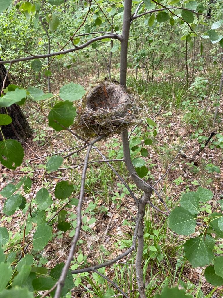 Вот такое гнёздышко нашал, гуляя с обакой.