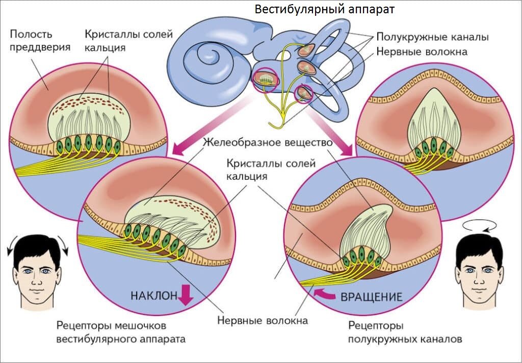 Работа вестибулярного аппарата