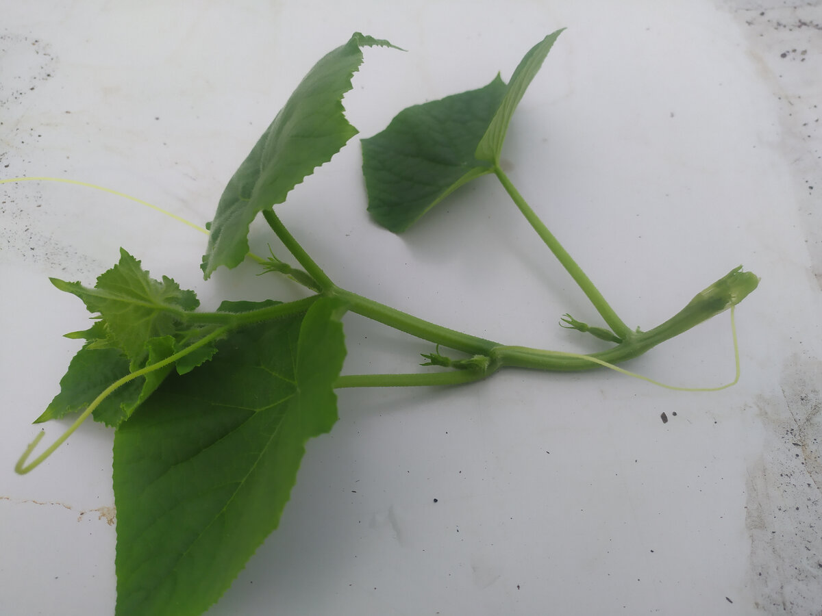 Отводок огурца