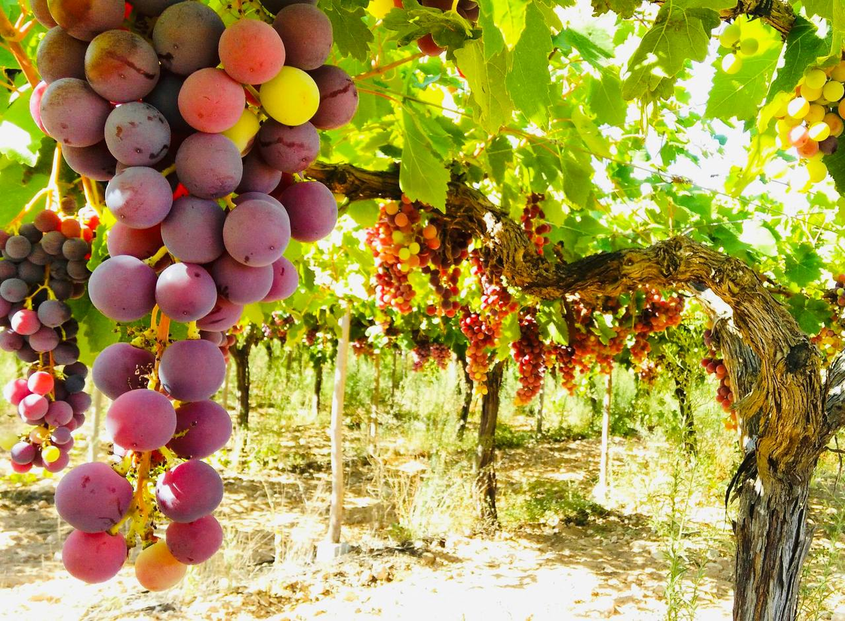 Сельское хозяйство Испании виноградарство. Виноградник ла Риоха. Плантации винограда в Испании. Испания виноградники Риоха.