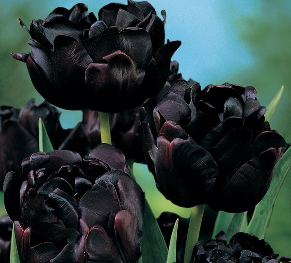 Черные цветы лилии (лат. Lílium)