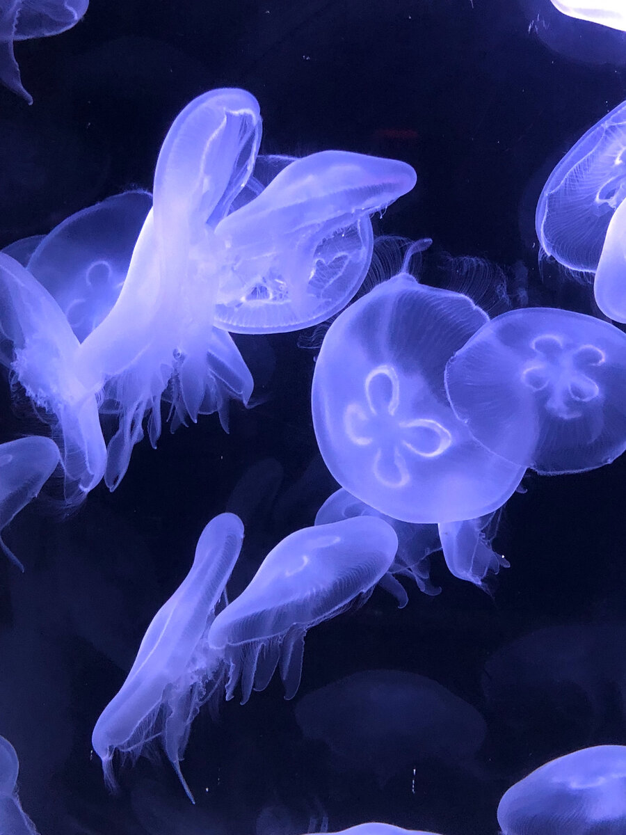 Внешний вид медуз