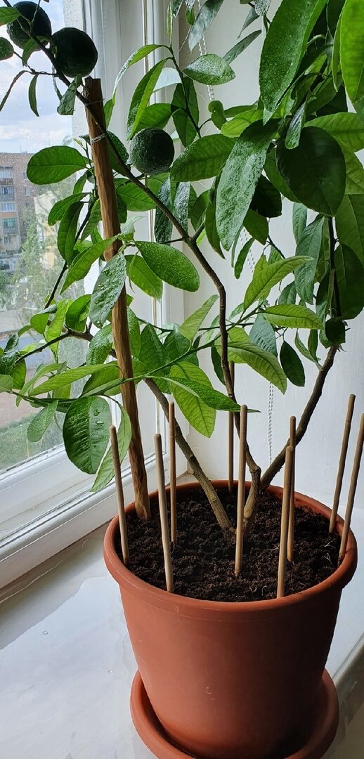 Фото Лужецкой Натальи ее каламондин с плодами 13 июля 2021 года