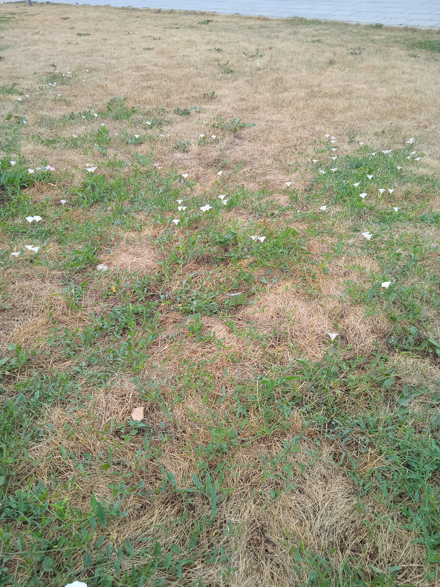 Вот такие в Москве теперь газоны